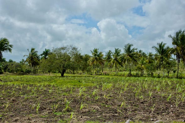 Une plantation de canne à sucre en République Dominicaine