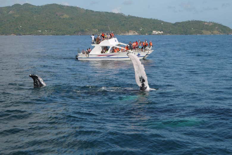 Spotting the Humpback Whales of Samana