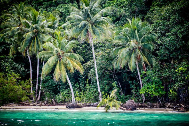 Exótica vegetación cerca de la playa