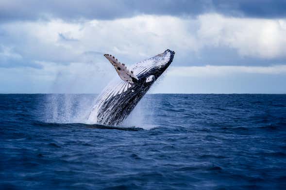 Avvistamento di balene a Miches