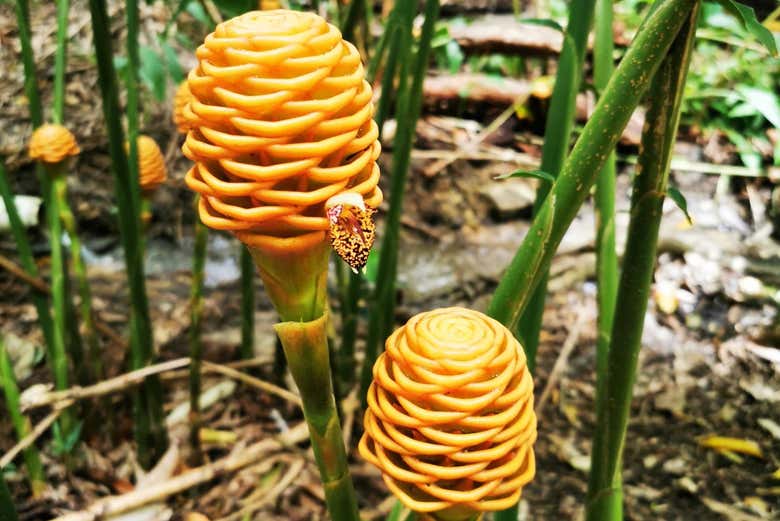 La flora autóctona en Taino Valley