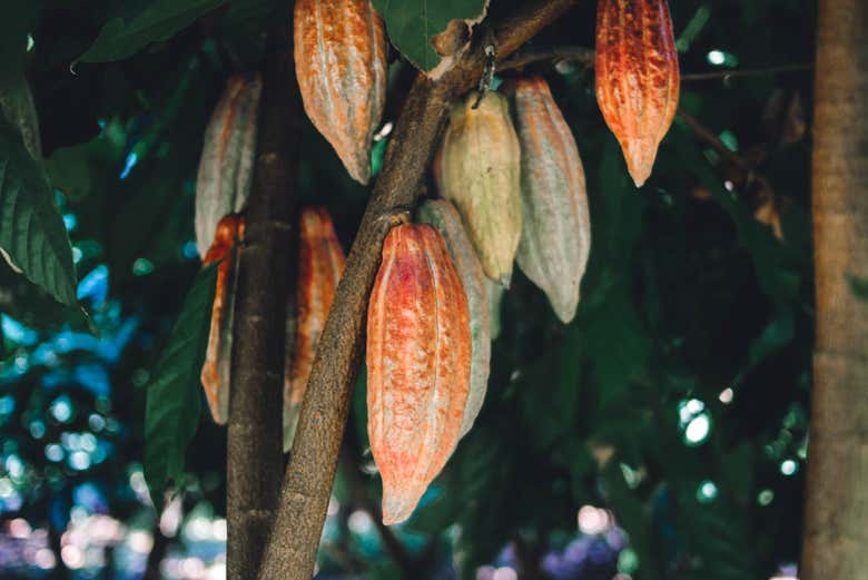 Learning about cacao in the Dominican Republic