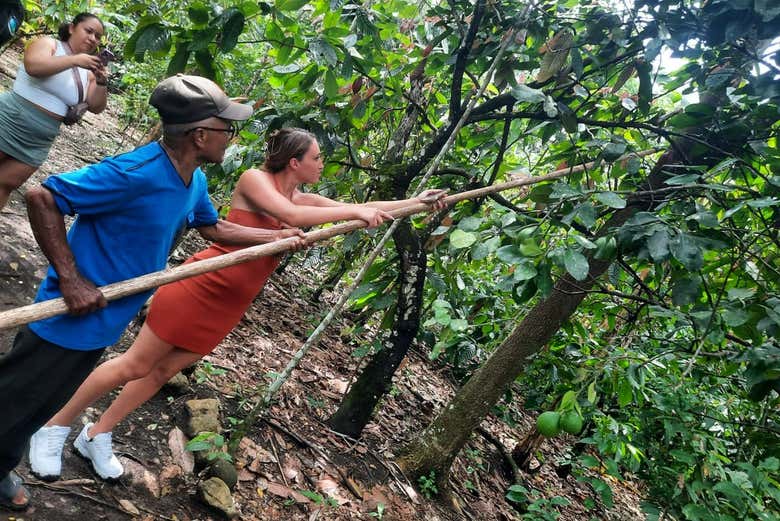 Try your hand at picking cacao beans