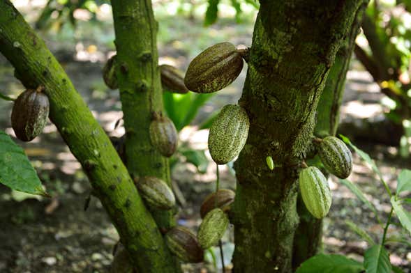 Puerto Plata Cacao Tour