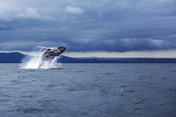 Avistamiento de ballenas en Samaná + Playa Rincón