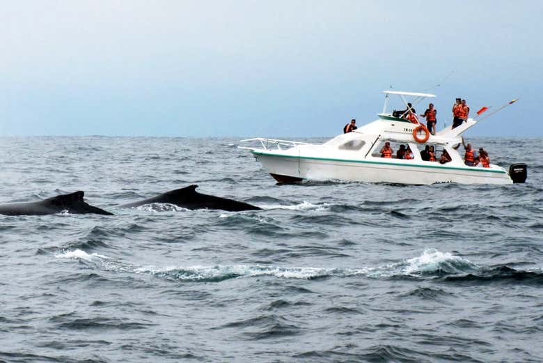 Whale Watching in Samaná + Cascada El Limón from Punta Cana