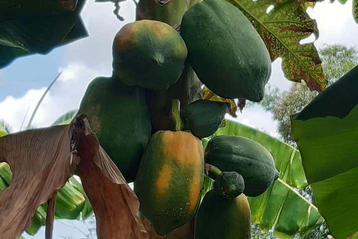 Cacao pods