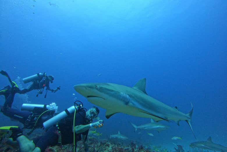 Você verá esses elegantes peixes de perto