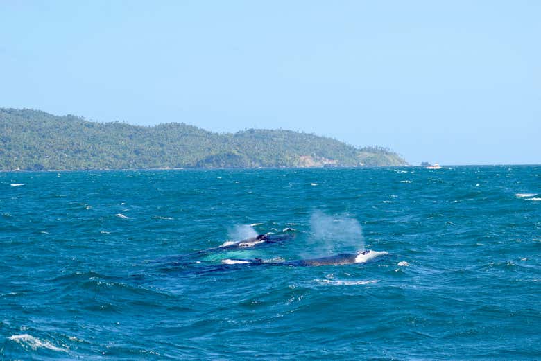 Spot whales swimming in Samaná Bay