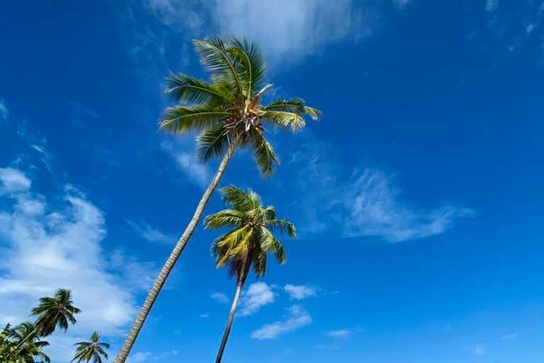 Palmeras junto a la playa