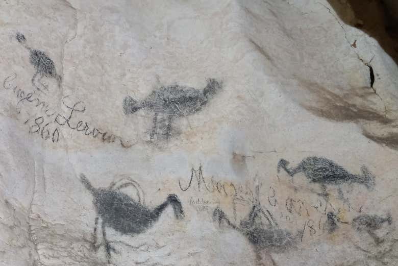 Find ancient cave paintings in the Pomier Caves