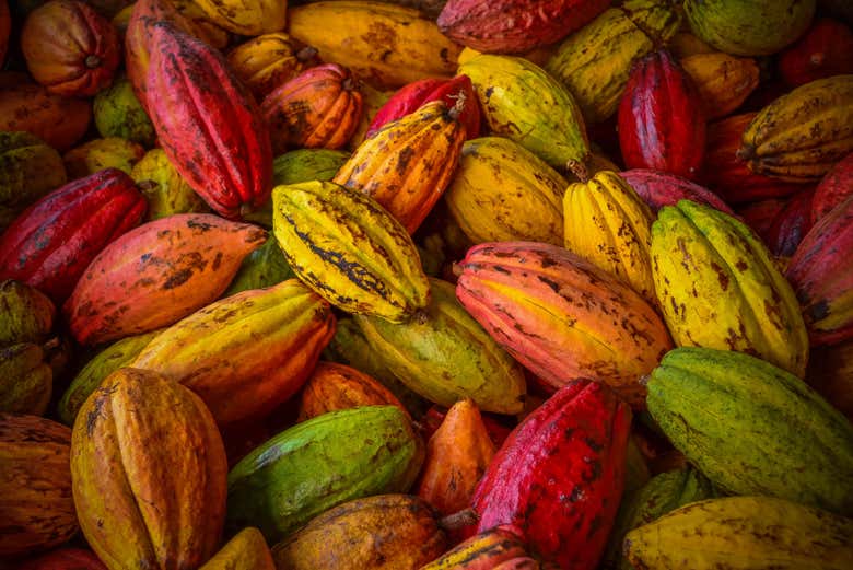 A collection of colourful cocoa pods