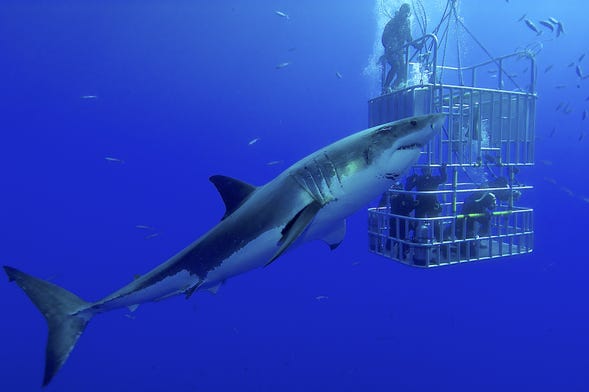Guia de Tubarão - Os melhores lugares da cidade