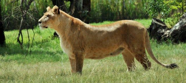 Paseo con leones en la reserva Ukutula en Johannesburgo