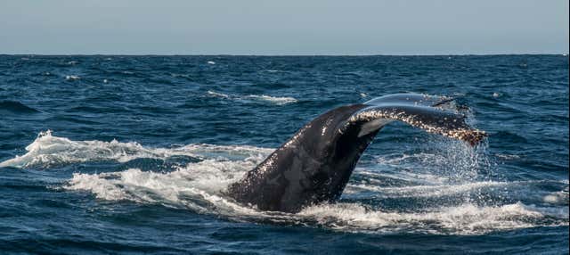 Whale Watching Tour in Knysna - Book Online at Civitatis.com