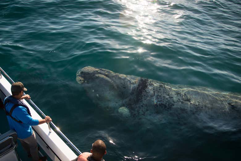 Whale Watching Tour in Knysna - Book Online at Civitatis.com