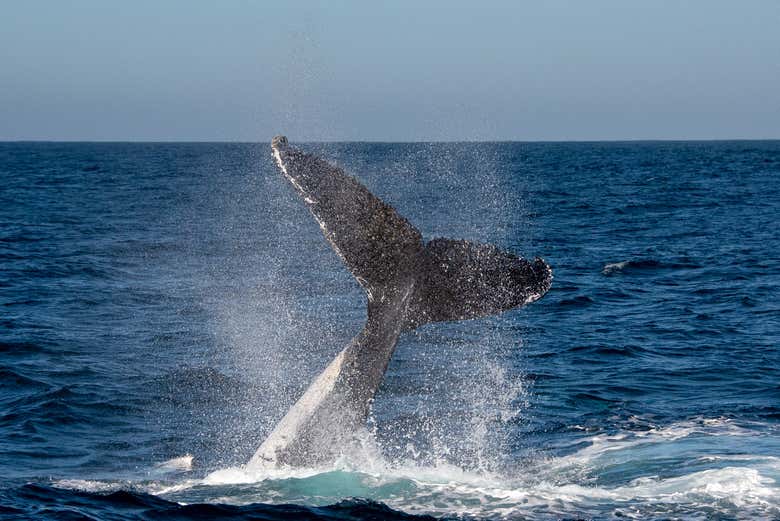 Whale Watching Tour in Knysna - Book Online at Civitatis.com