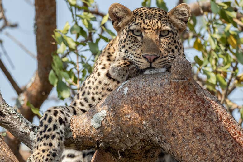 Leopard at Akagera National Park