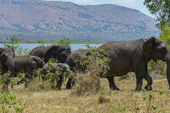 Safári privado pelo Parque Nacional de Akagera e o lago Muhazi