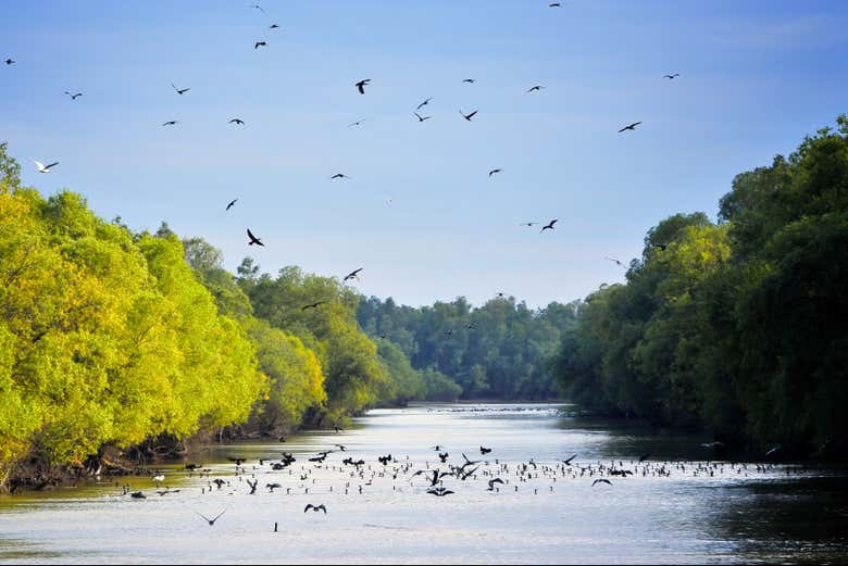 Aves sobrevolando el Delta del Danubio