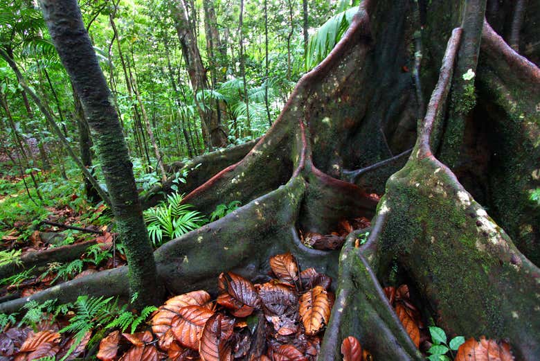 St. Kitts Rainforest Hiking Tour from Basseterre - Civitatis.com