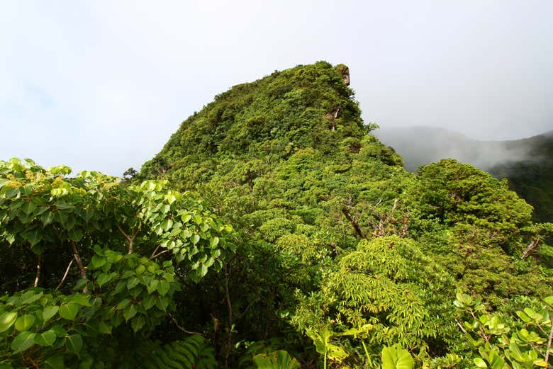 Cloud forest at the Liamuiga Volcano