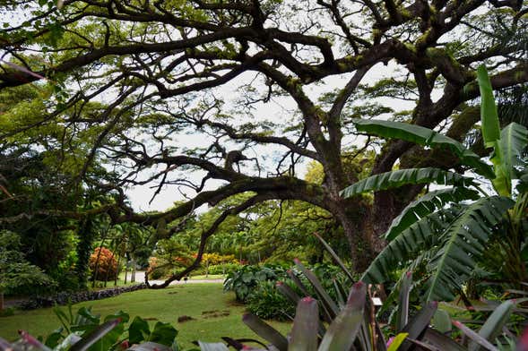 St. Kitts Rainforest Hiking Tour from Basseterre - Civitatis.com