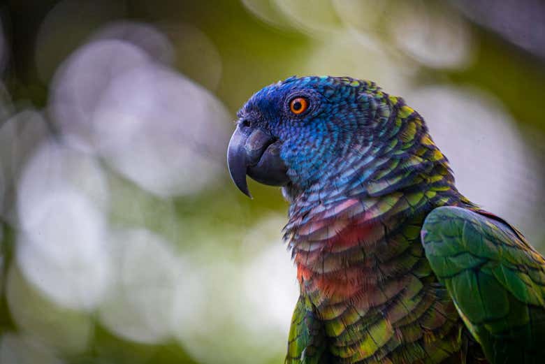 Look out for colourful birds in the rainforest