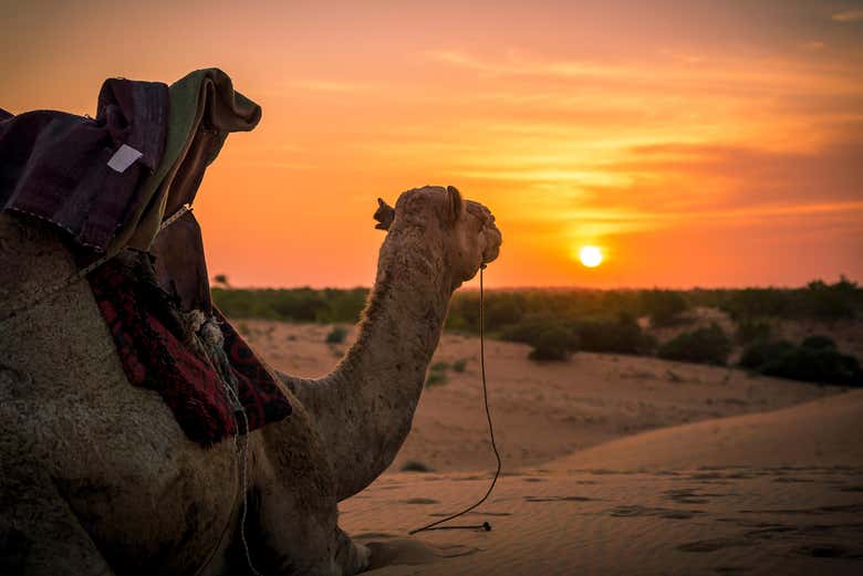 Hora de disfrutar de un paseo en camello por el  desierto