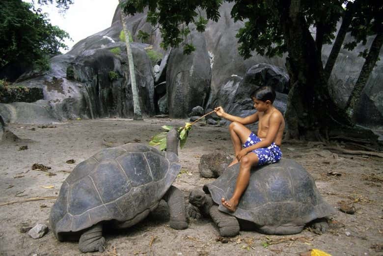 Wild giant turtles in Union Estate Park