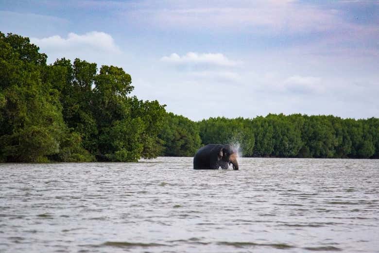 An elephant in Pottuvil Lagoon