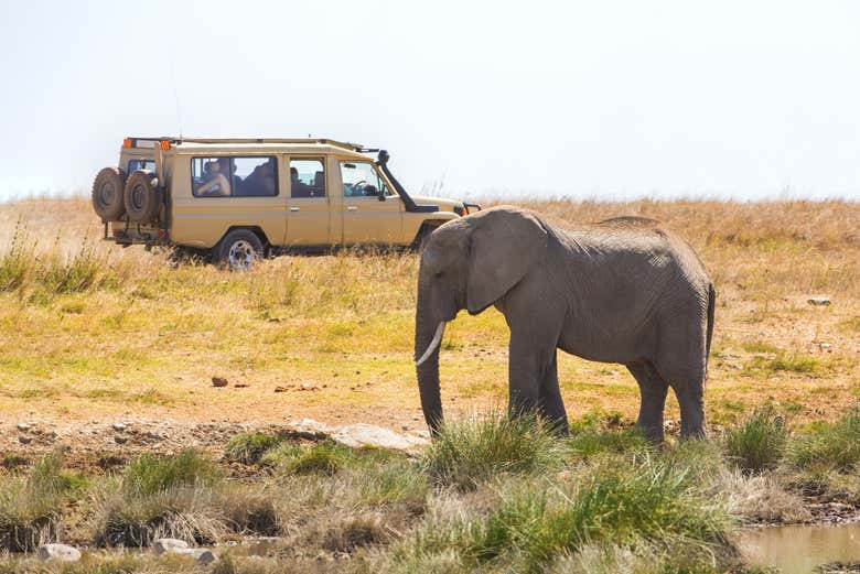 Spot elephants on this safari