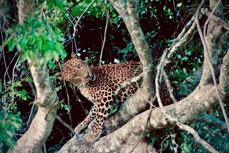 Catch sight of leopards in the wild