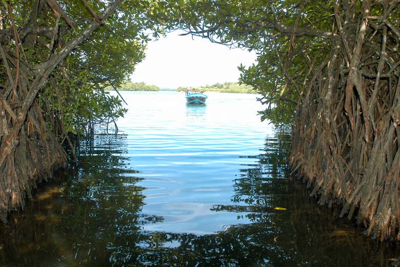 Passeio de barco pelos manguezais de Bentota