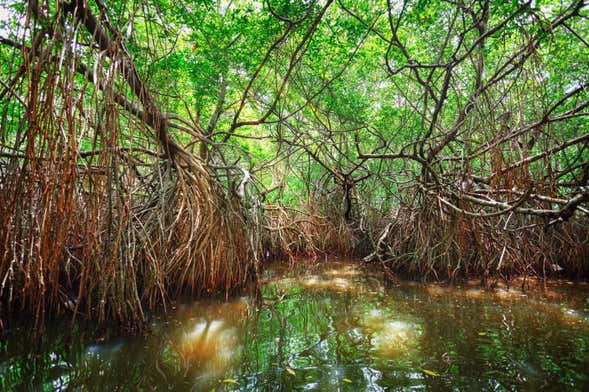 Balade en bateau dans les mangroves de Bentota