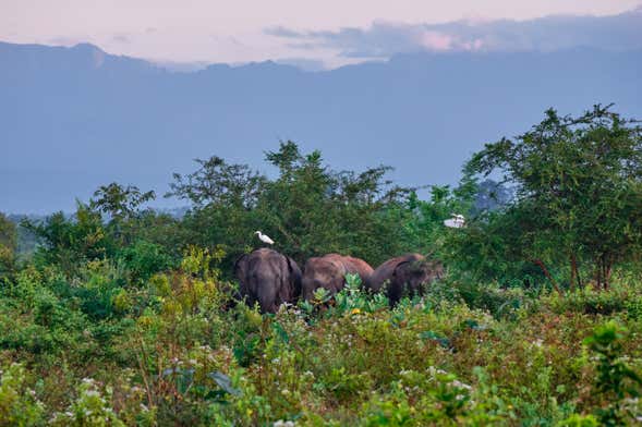 Excursión privada a Udawalawe