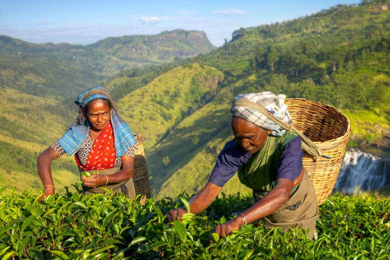 Campo de té en Sri Lanka