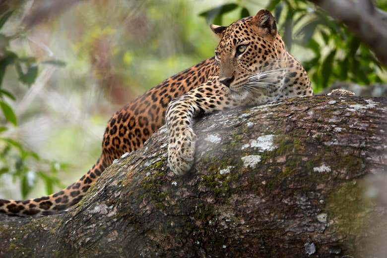 Leopardo do Sri Lanka em Wilpattu