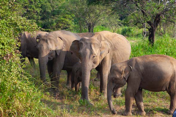 Safári pelo Parque Ecológico de Hurulu