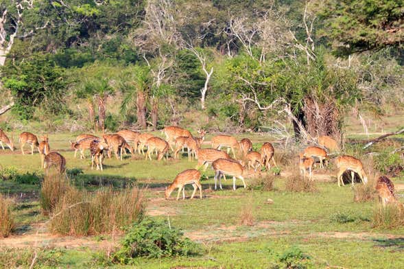 Safári pelo Parque Nacional Wilpattu