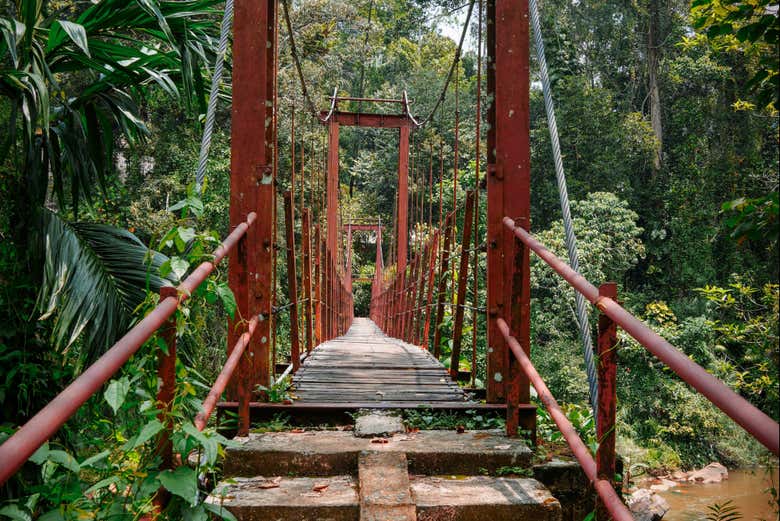 Welcome to Sinharaja Forest Reserve!