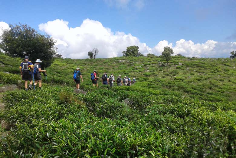 Hiking through a tea plantation