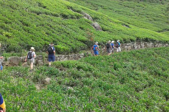 Haputale Tea Plantation Hiking Tour