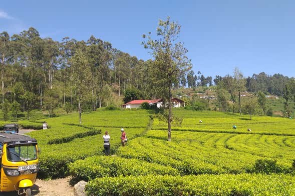 Haputale Tea Plantation Tuk Tuk Tour