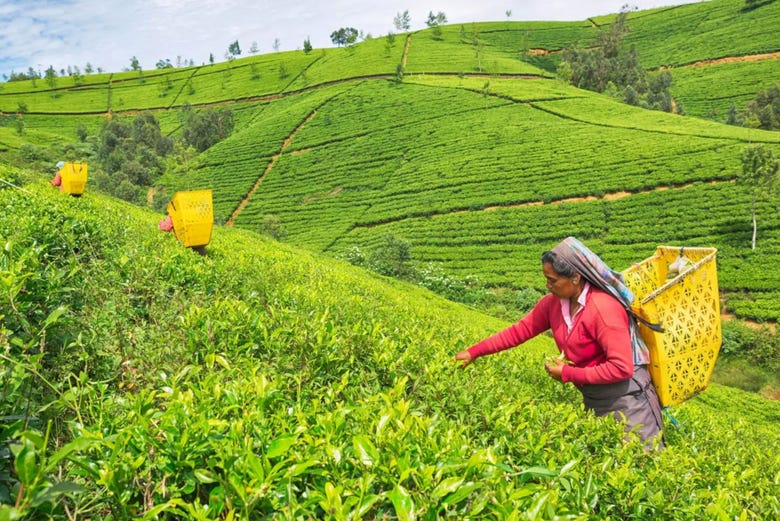 Mujeres recolectando el té