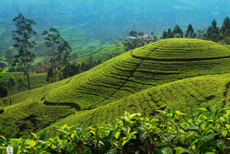 Plantações de chá em Nuwara Eliya