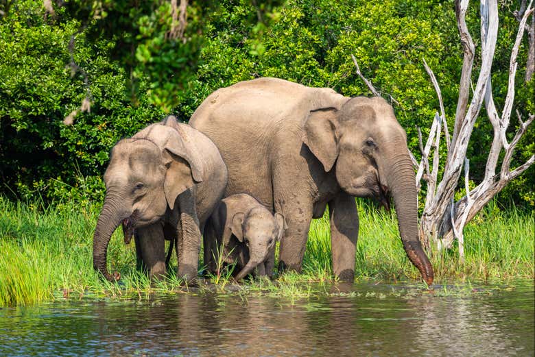 Elefantes asiáticos en el Parque Nacional de Yala