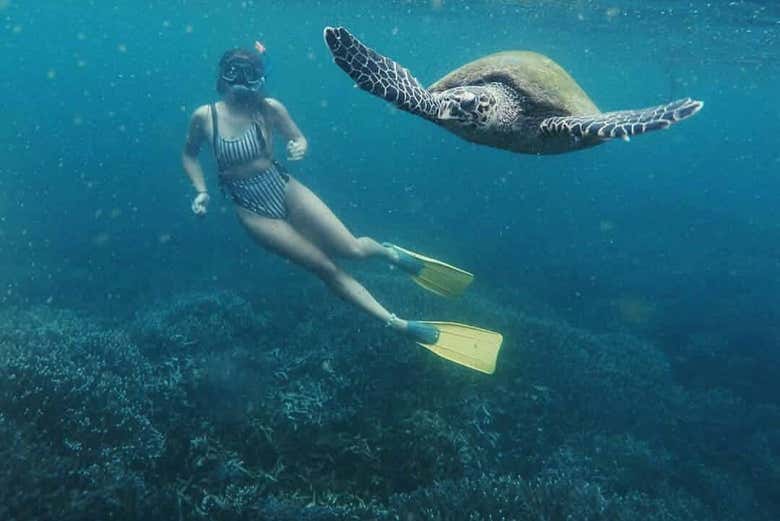 Snorkel com tartarugas