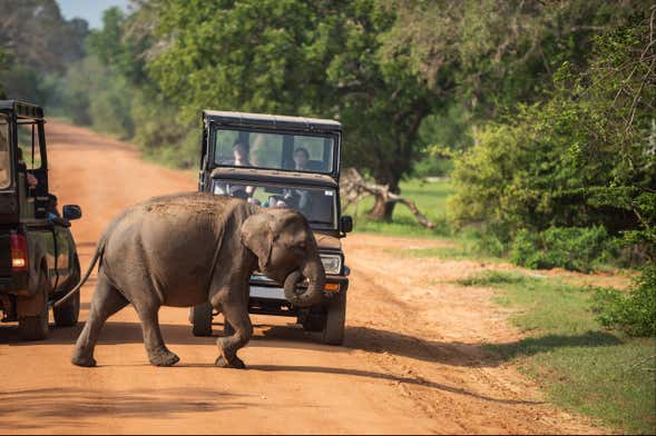 Safari por el Parque Nacional de Yala