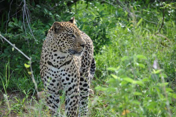 Wilpattu National Park Safari